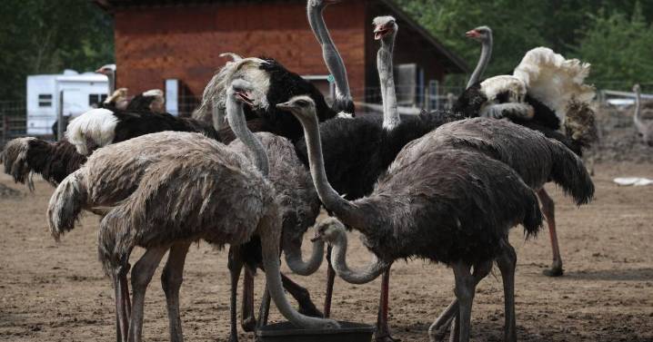 Supreme Court of Canada won't hear appeal of ostrich cull order