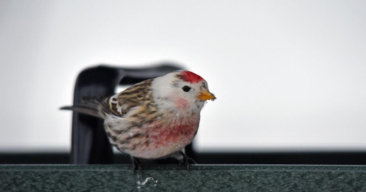 Feathered Friends: It's bird feeding time