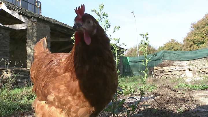 Prohiben a cría de aves de curral ao aire libre en 40 concellos galegos pola gripe aviaria