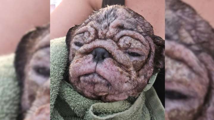 Raw-Skinned Pink Puppy Stuns Nevada Rescuers With Her Heart