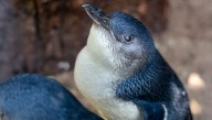 Lazzie, The World's Oldest "Fairy Penguin", Turns A Whopping 25