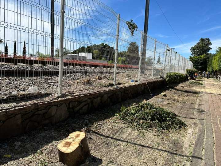 Confirma municipio tala de 48 árboles en la Colonia Las Hadas