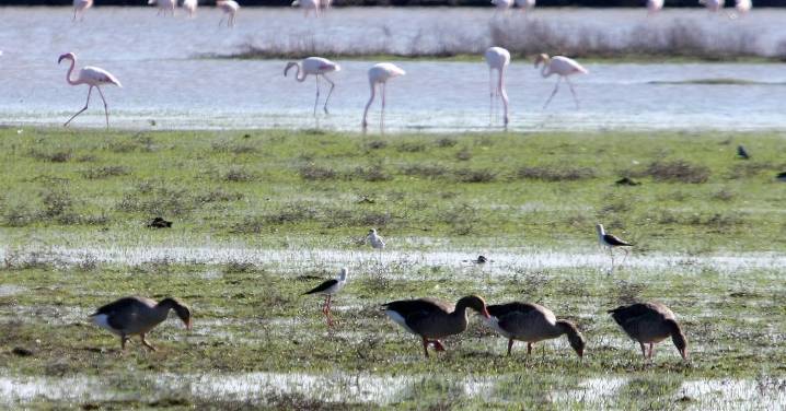 Doñana vive una explosión de aves acuáticas aunque su estado sigue "crítico"