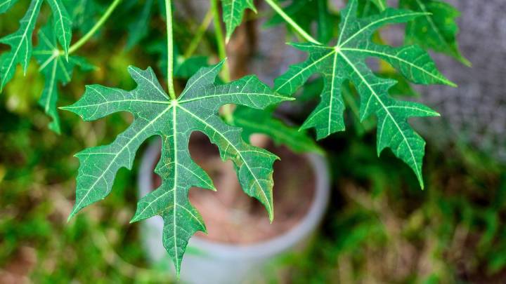 Chaya: el pequeño árbol originario de México que promete curar importantes problemas de salud
