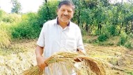 Farmer gets Rs 2.30 from govt in crop insurance for losses worth Rs 1.5 lakh