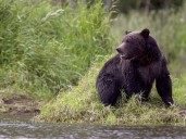 Bear attacks students in Bella Coola, leaving them with 'severe' injuries