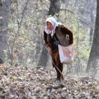 In Kyrgyzstan, world's largest natural walnut forest thins away