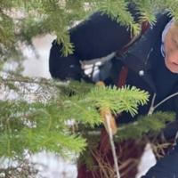 Secure a permit before heading into Dixie, Kaibab national forests to cut your own Christmas tree