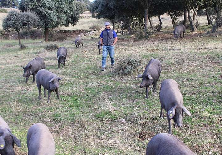 «Estos cerdos van solos a la otra finca»