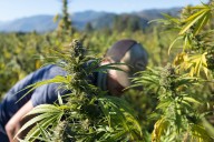 Oregon critics say new U.S. law will ‘wipe out 95% to 99%’ of hemp industry, take CBD gummies and oils off shelves