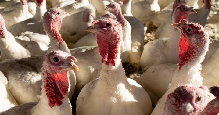 "Turkey day" is all year round for Minnesotans who farm the bird