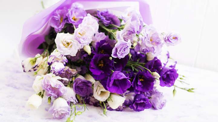 El 9 de Noviembre, Día de las Flores Moradas: ¿A Quiénes se Dan y Por Qué se Regalan en México?