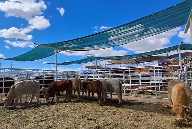 Sin fecha aún, reapertura de la frontera a exportaciones de ganado