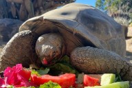 La tortuga más longeva del zoológico de San Diego muere y deja un legado histórico