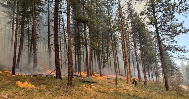 Analysis: Forest Service going 'full suppression' on wildfires despite fuels build