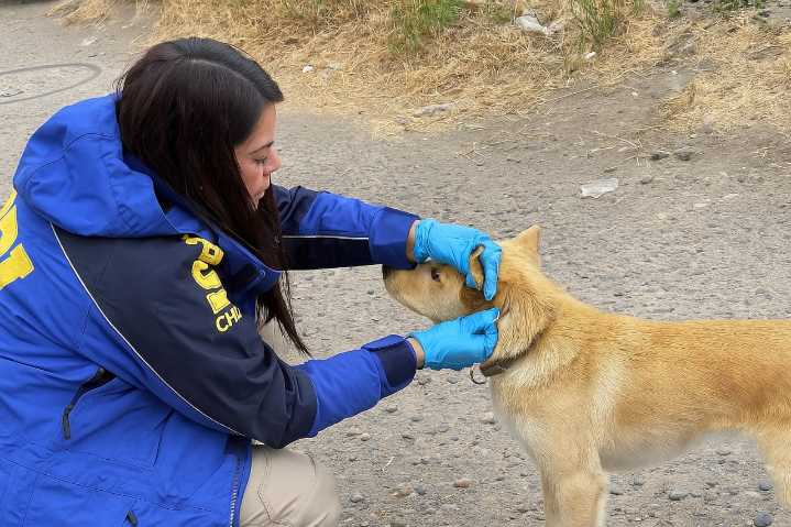 Coyhaique: Mujer detenida por maltrato animal