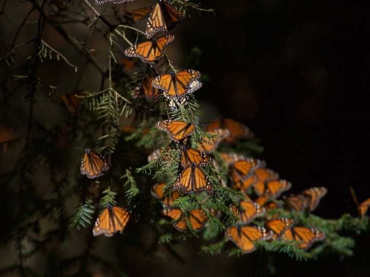 Abren santuarios de mariposas monarca en Michoacán y Edomex