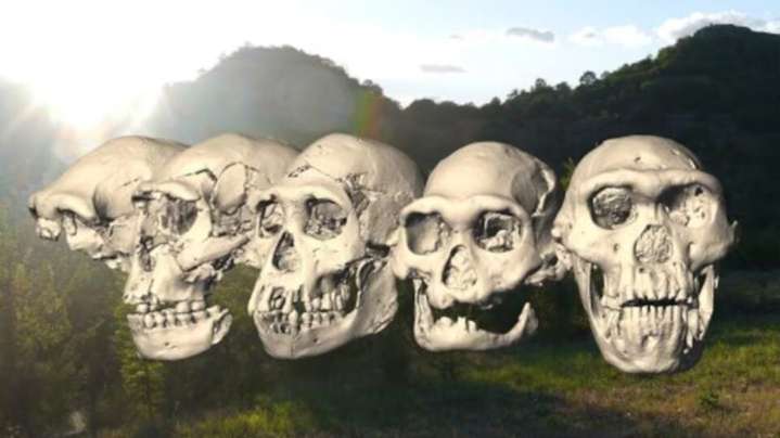 El gran salto no fue caminar erguidos, sino pensar más rápido. La evolución del cráneo humano fue el doble de veloz que la de otros simios