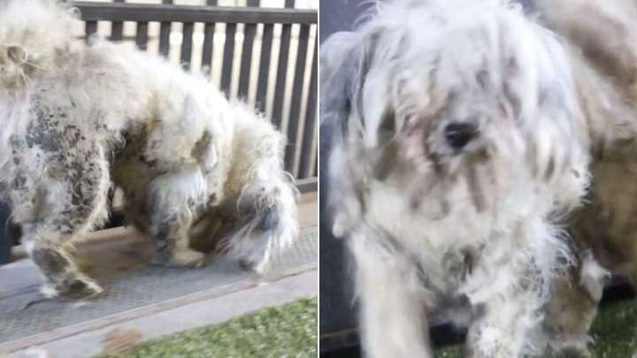 Arizona Pup Hidden Beneath Mats Emerges As A Completely Different Dog