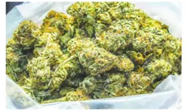 Excise Squad Seizes 136 Kg Ganja in Kandhamal, Arrests Three