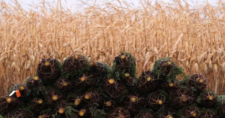 Christmas tree retailers find lots to like at a Pennsylvania wholesale auction