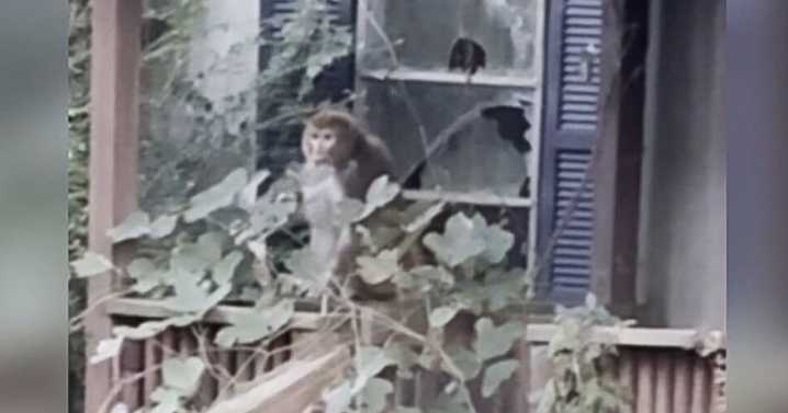 Mom who shot, killed escaped monkey in Mississippi explains why she did it