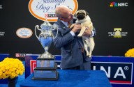 2025 National Dog Show: When and where to watch on Thanksgiving, tv channel, date, time, winner, best in show, nbc, peacock, free, on demand