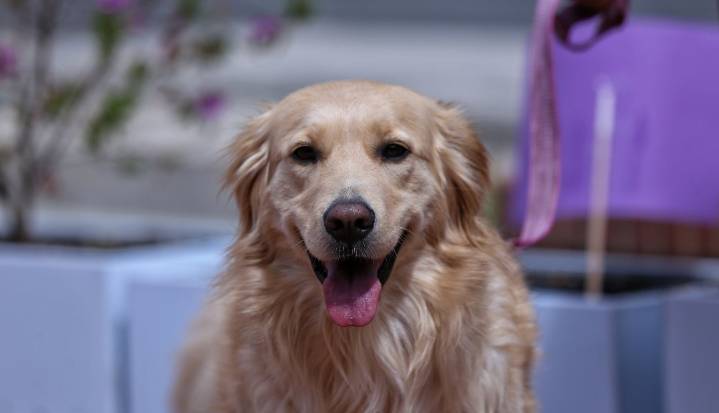 El sector mascotas resulta cada vez más atractivo para diferentes fondos de inversión