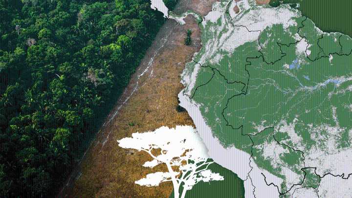 Desastre en la Amazonía: ¿Es el fin del gran pulmón del mundo?