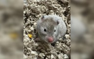 Animal rescue in Calgary looking to house 35 hamsters