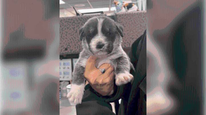 Utah man accused of throwing 6 puppies out of car on highway, killing 2 of them