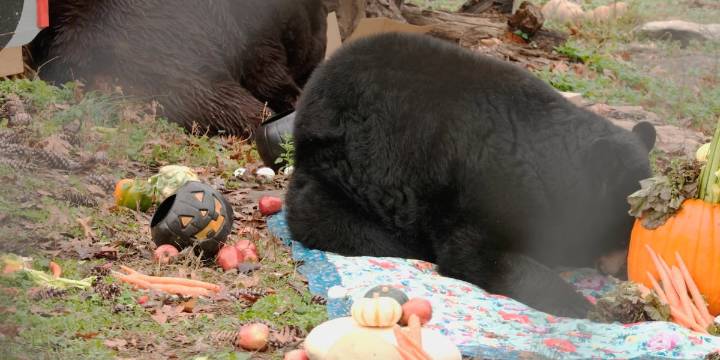 Bears at Dickerson Park Zoo enjoy Thanksgiving feast before winter