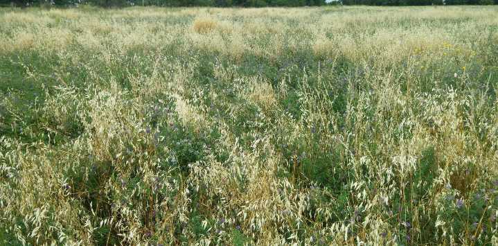 Ensayos: cómo sembrar verdeos de invierno sobre maíz tardío