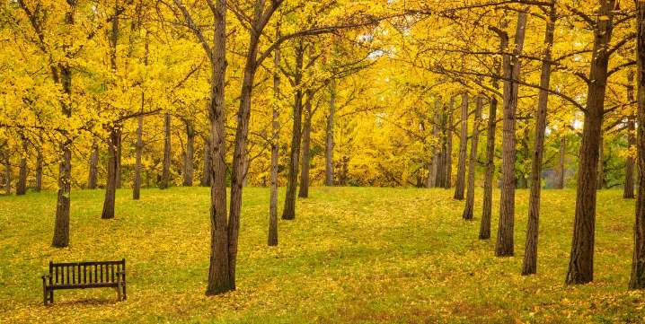 Why Ginkgo Trees Drop Their Leaves in One Day