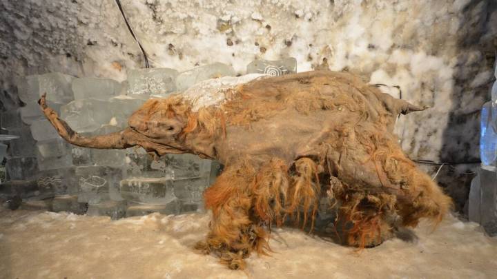 Oldest RNA Ever Recovered Captures a Woolly Mammoth's Dying Moments