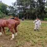 Policías secuestraron ocho equinos sueltos en...