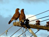 No estaban hace veinte años: a qué se debe la llegada masiva de chimangos a Mar del Plata