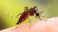 Bangladesh faces sharp rise in dengue cases and deaths