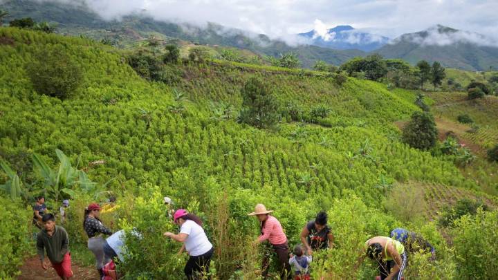 Producción potencial de cocaína habría superado las 3.000 toneladas en 2024: Gobierno aún no avala informe de la ONU