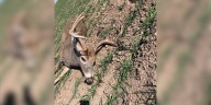 Kansas Game Wardens ask for help finding person who shot deer illegally