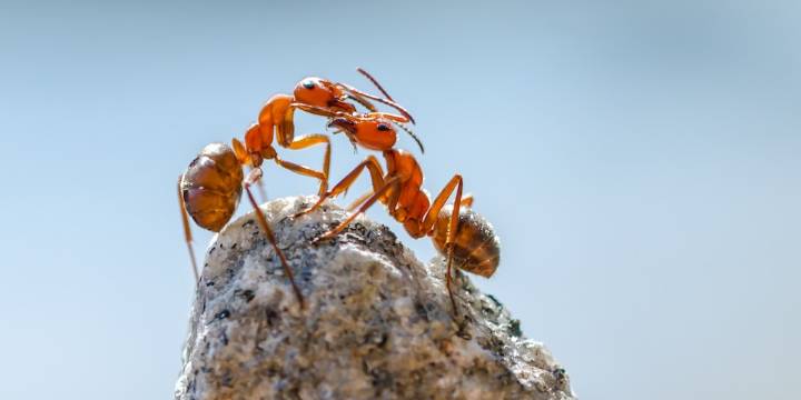 El aceite esencial de orégano, ¿una nueva herramienta natural ante hormigas rojas en hogares y jardines?