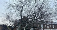 Tree crashes down on homes in Greater Manchester street as residents ordered to leave
