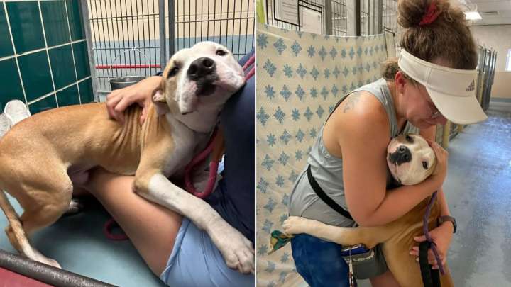 Affectionate Texas Pup’s Gentle Hugs Convince Advocates To Fight For His Second Chance