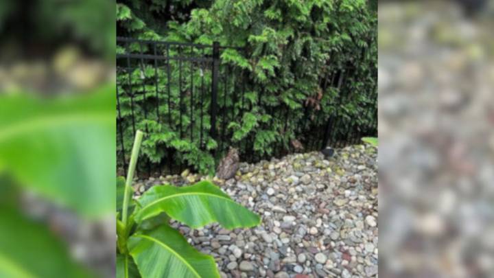 Louisiana Rescuers Were Stunned To Find A Little Animal With Something Strange Around Its Neck