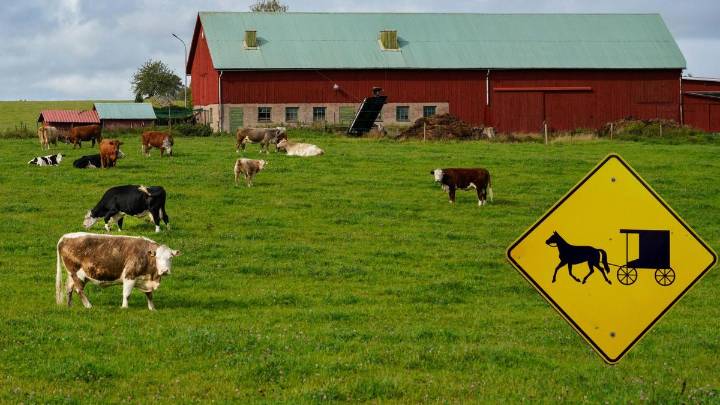 Pregnant Amish Woman in Upstate NY Killed While Milking a Cow