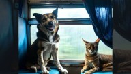 Indian Railways rules for pets: What dog and cat owners must know