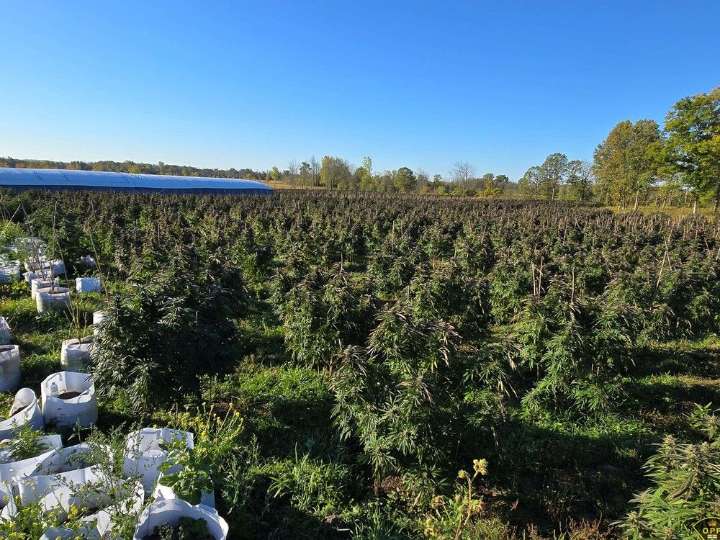 Investigation into illicit cannabis production leads to charges