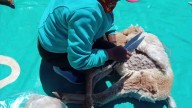Más de 250 vicuñas esquiladas en el chaku de La Angostura
