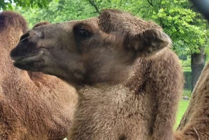 Detroit Zoo bids adieu to camel Tula, marking latest loss in beloved animal family