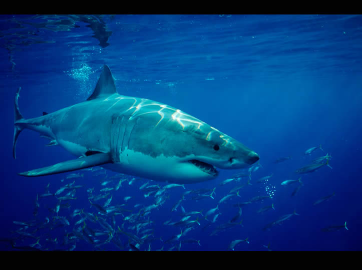 Inteligencia artificial que replica el sistema inmune de los tiburones: México innova en biotecnología